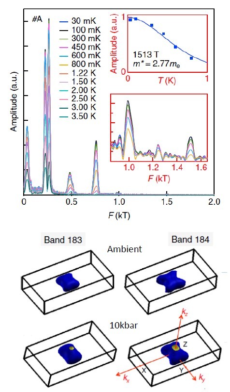 Detection of Hole Pockets in the Candidate Type-II Weyl Semimetal MoTe2 from Shubnikov–de Haas Quantum Oscillations