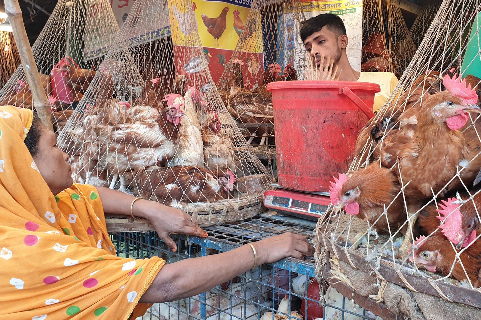 Live bird market in Dhaka. 