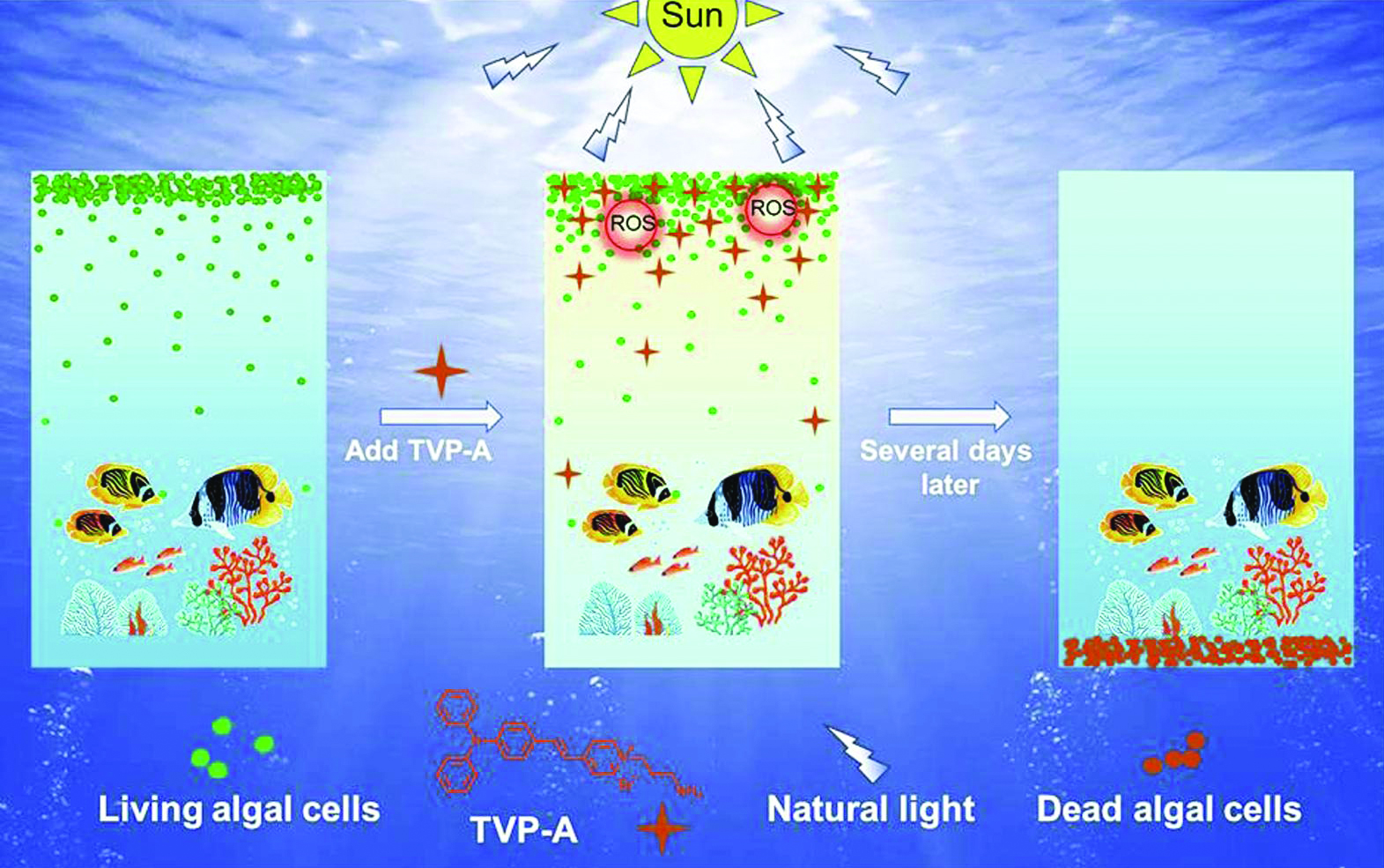 Photodynamic control of harmful algal blooms-cmyk