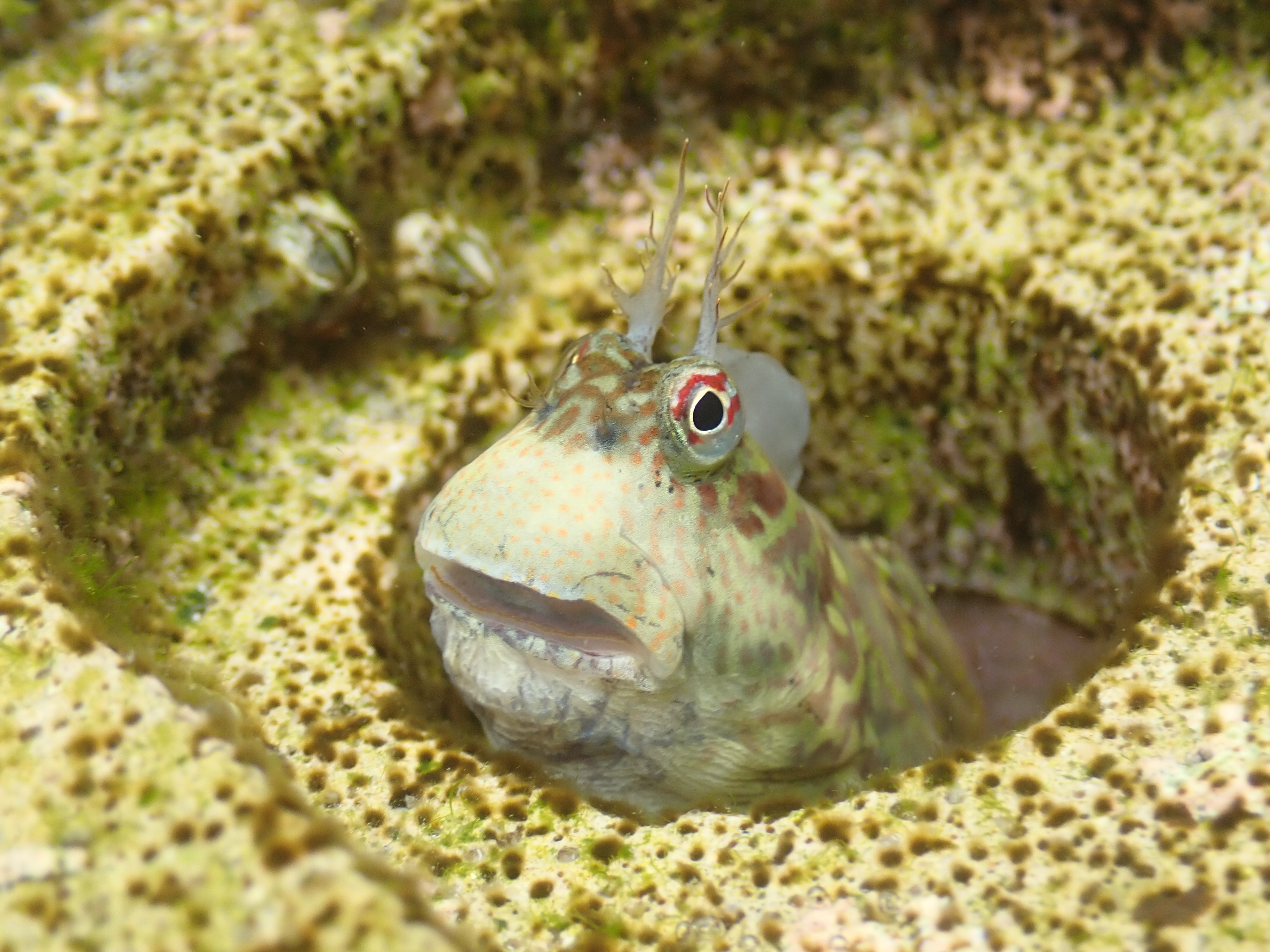Blenny fish loves the hole of our eco-fixture