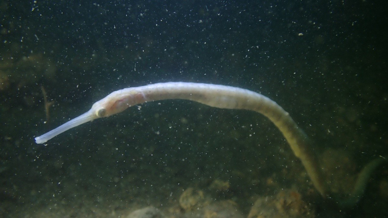 Figure 8: Discovery of Double-ended pipefish