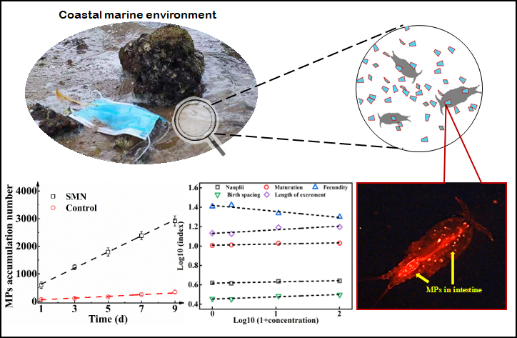 Release of microplastics from disposal surgical masks and their adverse impacts on the marine copepod Tigriopus japonicus. 